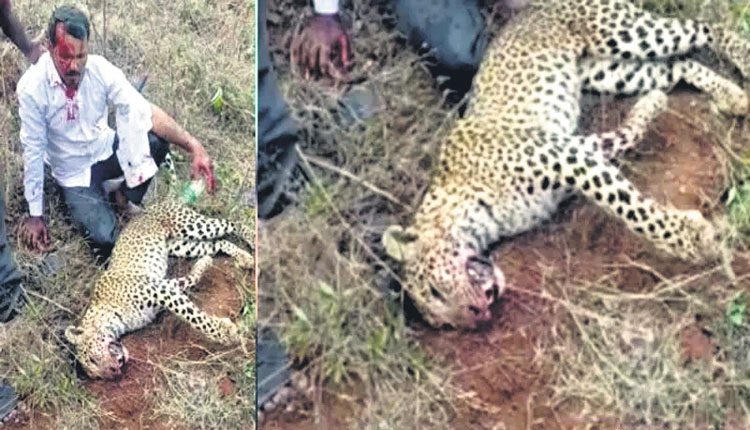 పులితో పోరాడి చంపేసి..