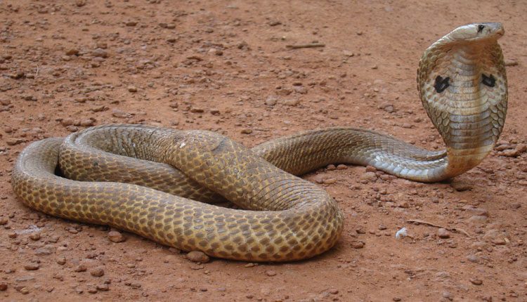 హైద‌రాబాద్‌లో న‌డిరోడ్డుపై నాగుపాము క‌ల‌క‌లం..!