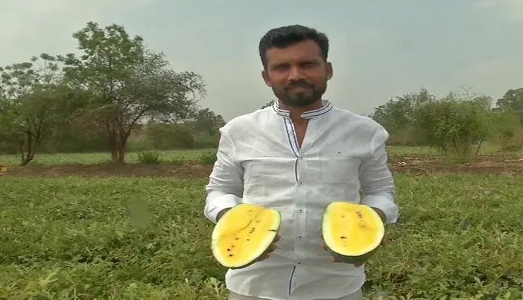 పసుపు పచ్చ పుచ్చకాయలు చూశారా..!?