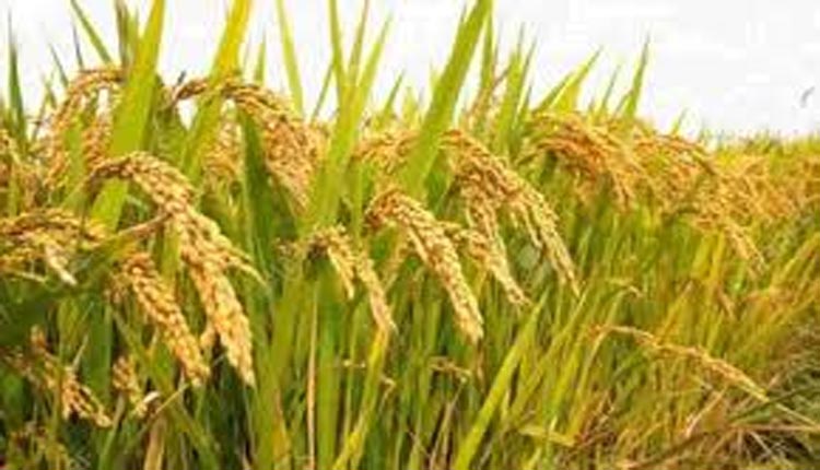 ఖరీఫ్లో వరిధాన్యం సేకరణ 16 శాతం పెరిగింది..