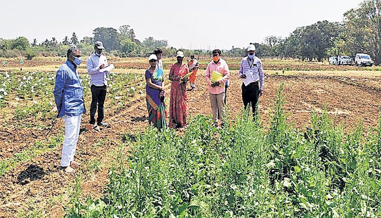 విత్తనోత్పత్తి మరింత అవసరం