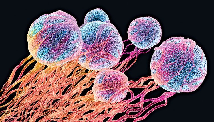 రొమ్ము క్యాన్సర్‌ రహస్యం!