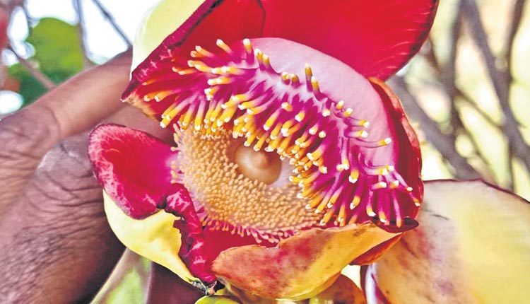 శివుడికి ప్రీతికరం.. నాగలింగం పుష్పం