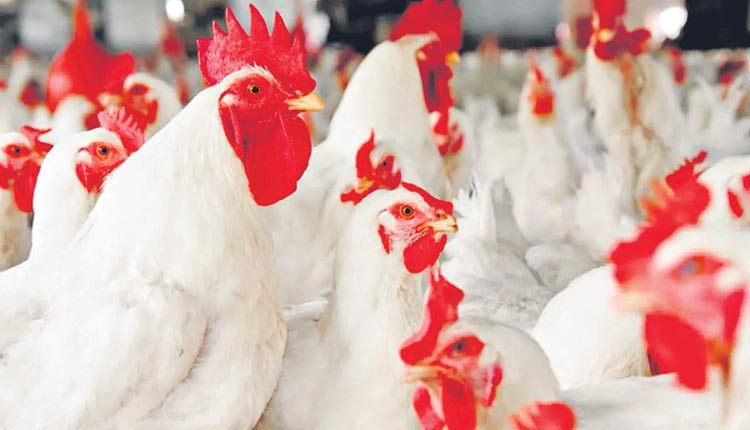 ఘాటెక్కిన కోడి కూర!