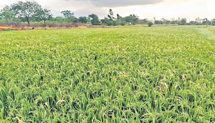 పంట వివరాల సేకరణ పూర్తి
