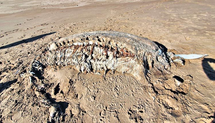 ఇసుక తిన్నెల్లో తలలేని భారీ జలచరం