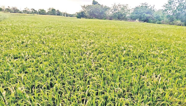 ఊరే.. కొనుగోలు కేంద్రంగా..