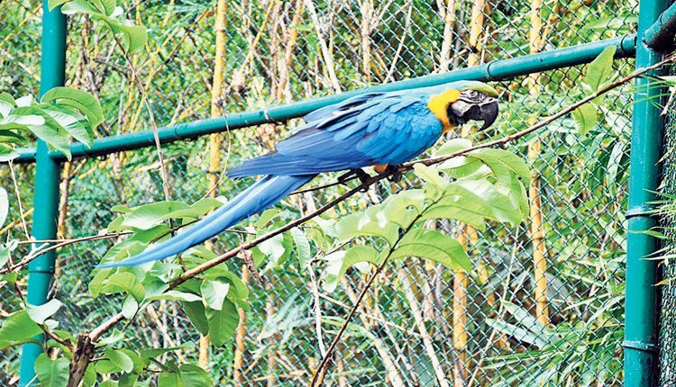 జంతుజాల రక్షణలో పక్షుల దత్తత