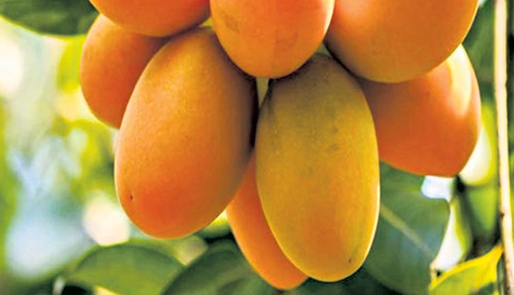 మరిన్ని మామిడి పండ్లు