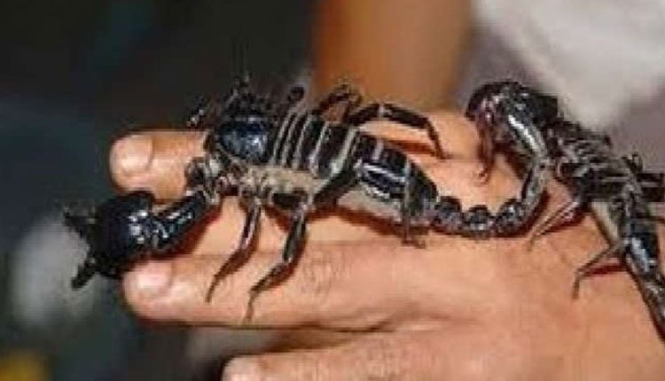 తేళ్లతో హోలీ కేళీ..  ఈ గ్రామం స్పెషల్‌..!