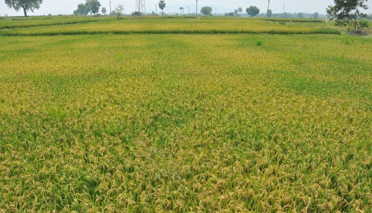 రైతు చెంతనే కాంటా