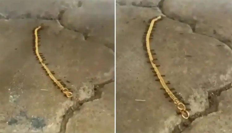బంగారు గొలుసు దొంగిలించిన చీమలు.. వైరల్‌ వీడియో