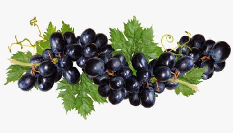 నల్ల ద్రాక్షతో బోలెడు ఆరోగ్య ప్రయోజనాలు