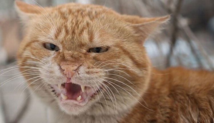 పైలట్‌పై పిల్లి దాడి.. విమానం అత్యవసర లాండింగ్‌