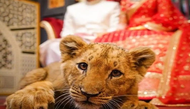 సింహం పిల్లతో వెడ్డింగ్‌ ఫొటో షూట్‌.. ఆ తర్వాత ఏమైందంటే!