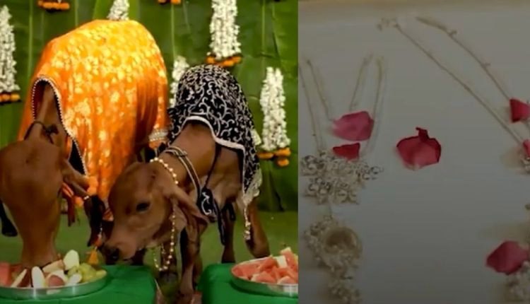 ఆవుల‌కు బంగారు ఆభ‌ర‌ణాలు.. పూల వ‌ర్షం