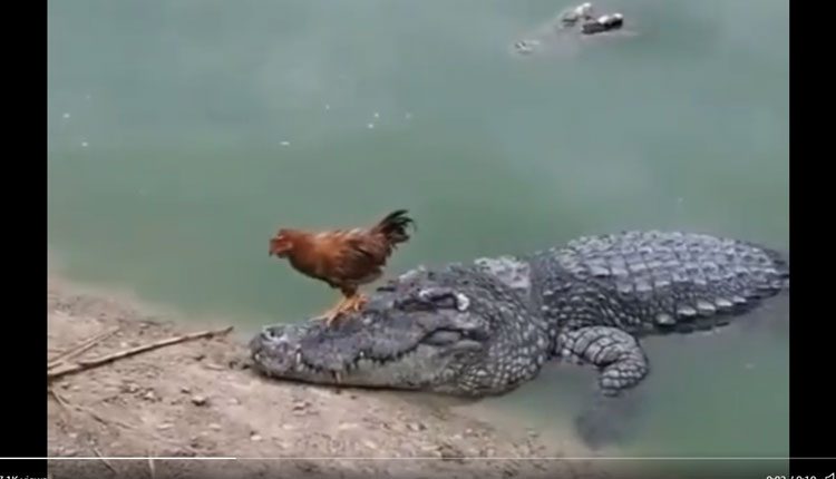 మొస‌లి త‌ల‌పైకి ఎక్కిన‌ కోడి.. చివ‌రికి ఏమైందో తెలుసా?.. వైర‌ల్ వీడియో