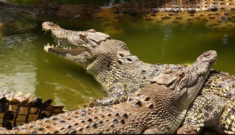 ఉత్పత్తి కేంద్రం నుంచి భారీగా మొసళ్లు మాయం