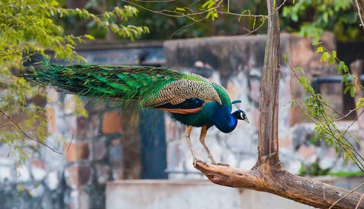 ఏడాది త‌ర్వాత పునఃప్రారంభమ‌వుతున్న‌ ఢిల్లీ జూ