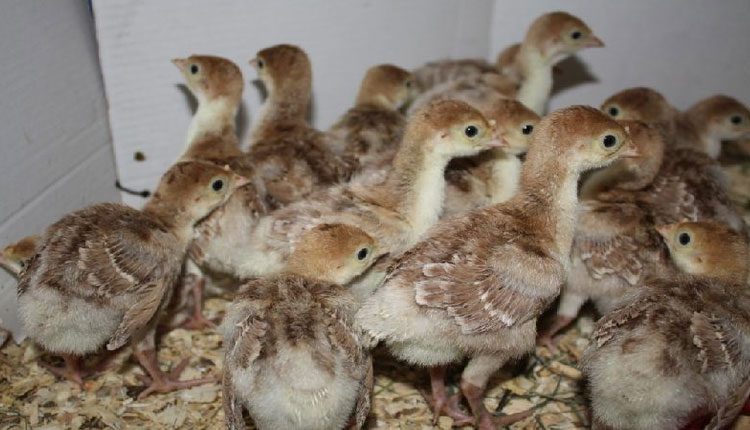 ఎన్నికల తాయిలంగా కోడిపిల్లలు.. పట్టుకున్న అధికారులు