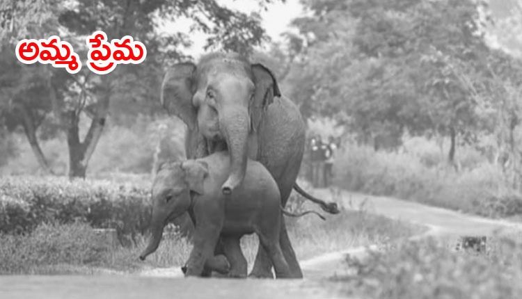 రైలుకు అడ్డుగా నిలబడి బిడ్డ ప్రాణాలు కాపాడిన ఏనుగు.. చివరికి..