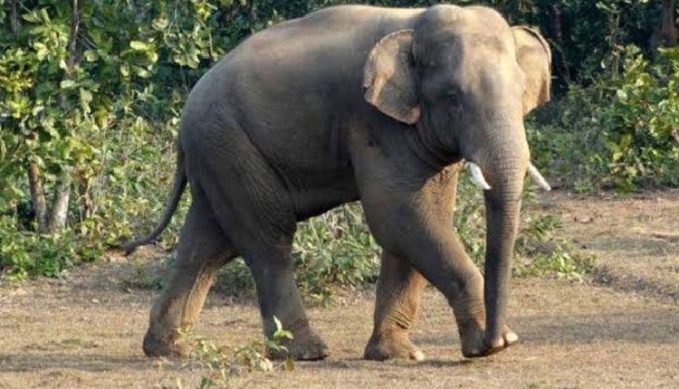 పొయ్యిల క‌ట్టెల‌కోసం అడ‌విలోకి.. మ‌హిళ‌ను తొక్కిచంపిన ఏనుగు