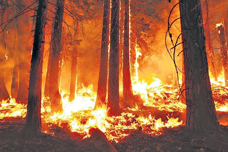 నిర్లక్ష్యంతోనే కార్చిచ్చు