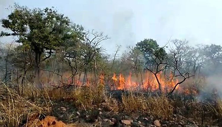 నల్లమలలో అగ్నిప్రమాదం.. నలుగురు చెంచులకు గాయాలు