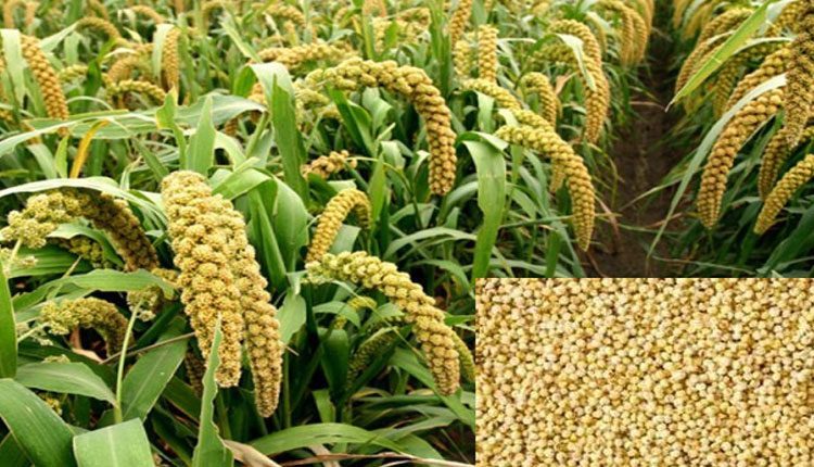 కొర్రలు తినండి.. ఆరోగ్యంగా ఉండండి..!