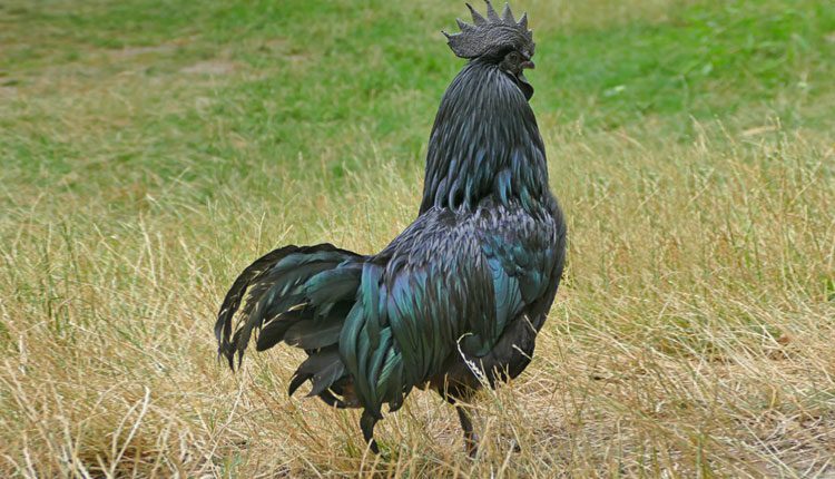 ఖుషీ బాత్‌..కడక్‌నాథ్‌