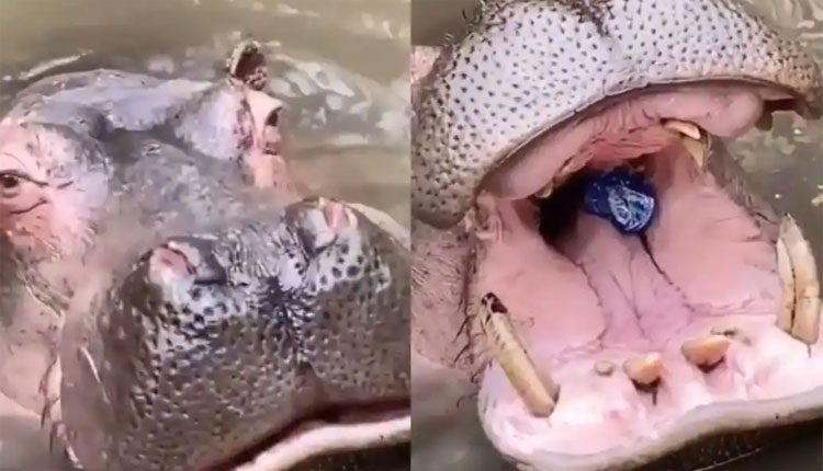 ఆహారం కోసం నోరు తెరిచిన హిప్పో.. ప్లాస్టిక్‌ బాటిల్‌ విసిరిన మహిళ