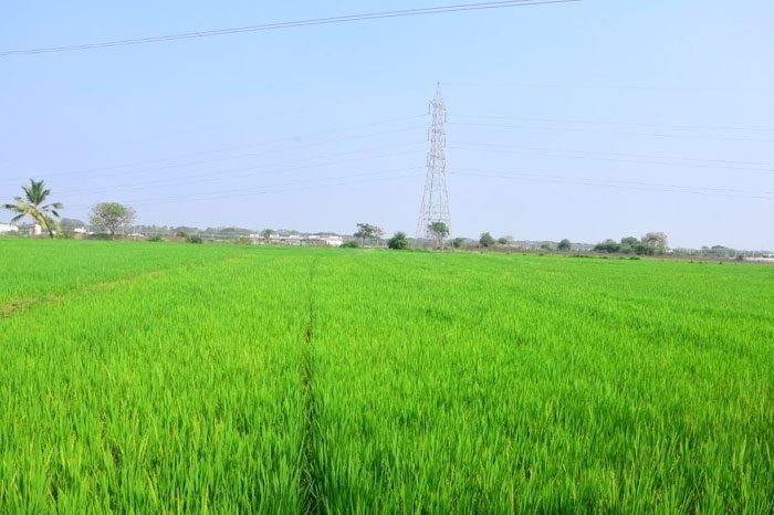 మురిసింది చేలో వరి!