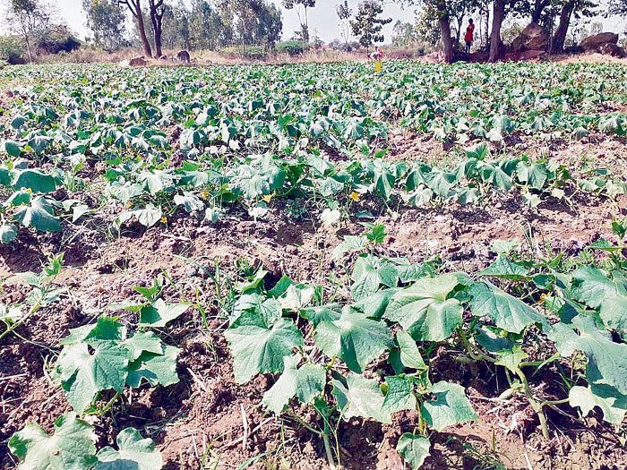 మన కీర.. అమెరికా దాకా!