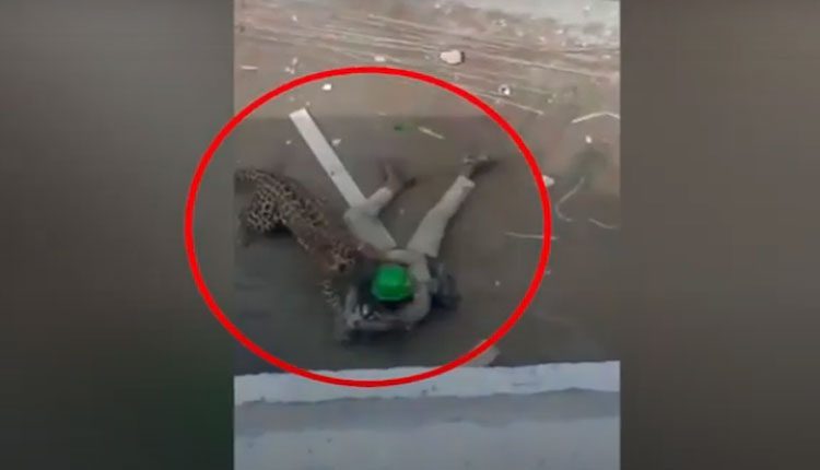 ఐదు మందిపై చిరుత దాడి.. బంధించేందుకు అటవీ సిబ్బంది ప్రయత్నం