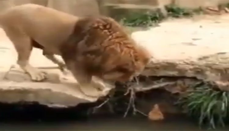 బాతు పిల్లకు సింహం సహాయం.. వీడియో వైరల్‌
