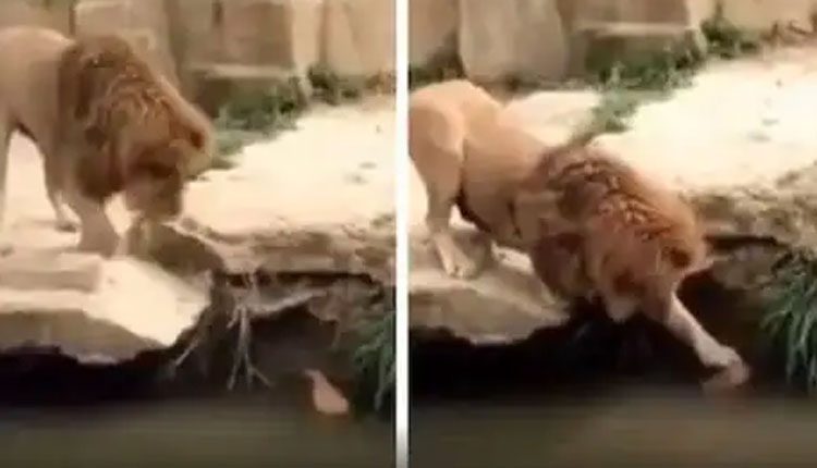 బాతుపిల్ల‌కు సింహం సాయం.. వైర‌ల్ వీడియో