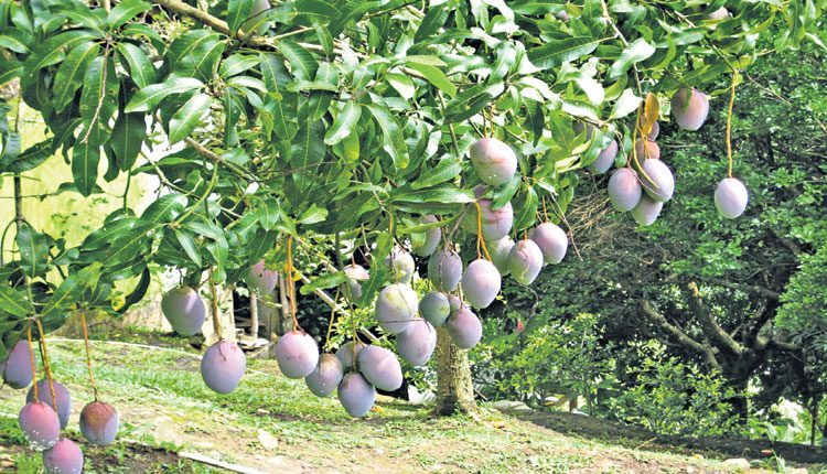 మామిడి రైతుకు సెర్ప్‌ అండ