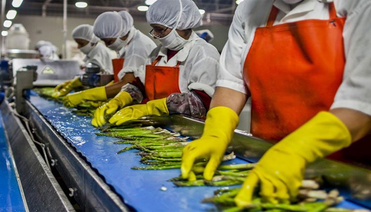 మైక్రోఫుడ్‌తో లక్ష మందికి ఉపాధి!