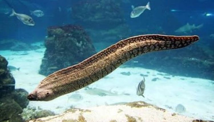 చేప దాడిలో మ‌రో చేప‌కు తీవ్ర గాయం.. అర ‌కిలో ఈల్‌కు 30 కుట్ల‌తో స‌ర్జ‌రీ..!