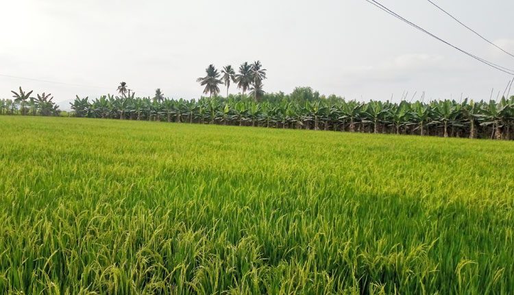 మన్యం కోనసీమ