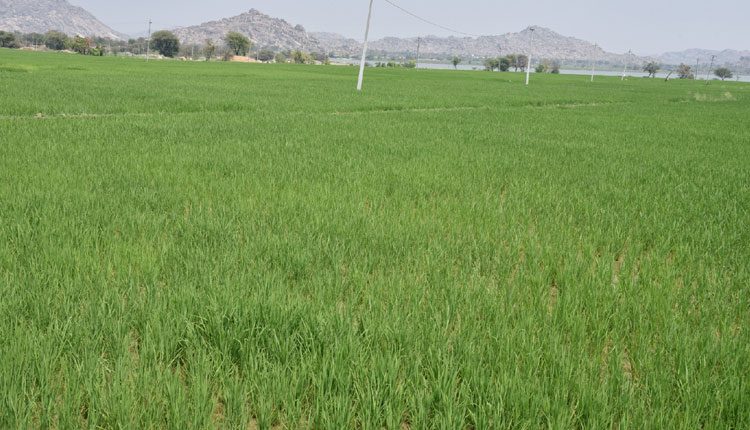 పసిడి పంటల పాలమూరు