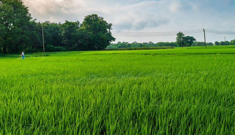 వరిలో.. సస్యరక్షణ చర్యలు