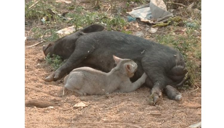జాతి వైరం మ‌రిచి.. పిల్లికి పాలిచ్చిన వ‌రాహం