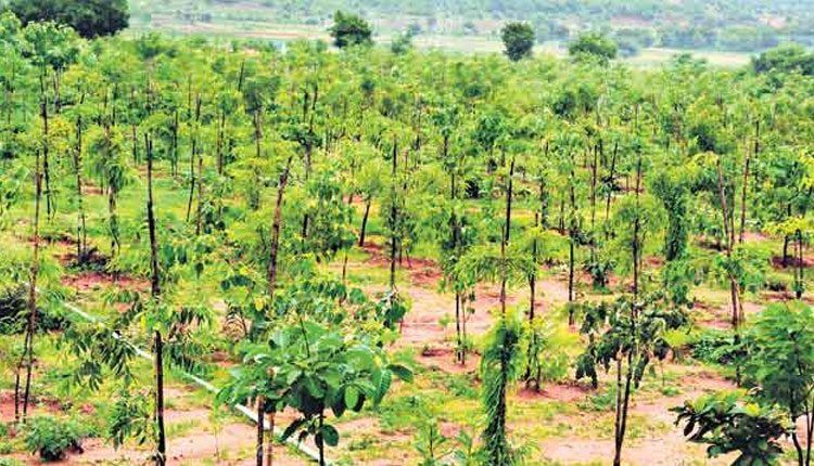 దేశంలో ఎక్కువ మొక్కలు నాటింది తెలంగాణే : కేంద్రం