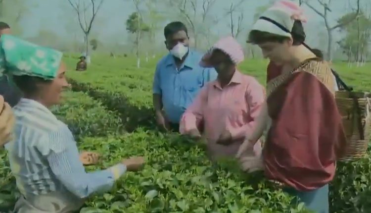 కూలీల‌తో క‌లిసి ప్రియాంక‌ తేయాకు సేక‌ర‌ణ