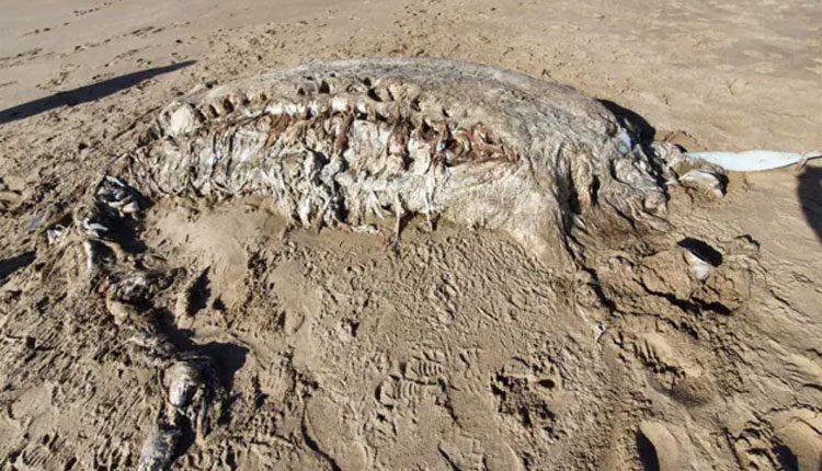 తీరానికి కొట్టుకొచ్చిన.. 23 అడుగుల మిస్టరీ సముద్ర జీవి