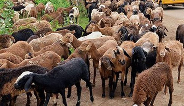 రాష్ర్టంలోని గొల్ల కురుమ‌ల‌కు శుభ‌వార్త