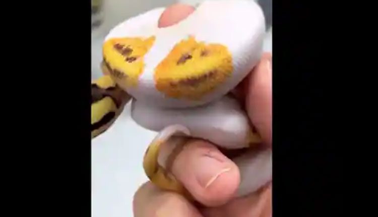 స్మైలీ ఫేస్ ఎమోజీలున్న పాము.. వీడియో వైరల్‌