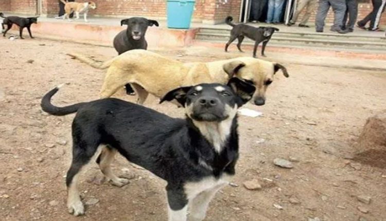 తిండి పెట్టే వ్యక్తి ఆసుపత్రిపాలు.. ఆకలితో అలమటించిన వీధి కుక్కలు