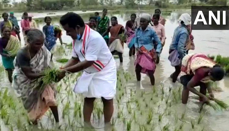 ఓట్ల కోసం వ‌రి నాటు వేస్తూ మంత్రి వినూత్న ప్ర‌చారం..!